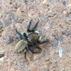 Maratus griseus (Jumping spider) at Lyneham, ACT - 19 Apr 2021 by NedJohnston