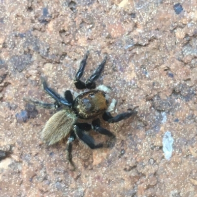 Maratus griseus (Jumping spider) at Lyneham, ACT - 19 Apr 2021 by Ned_Johnston