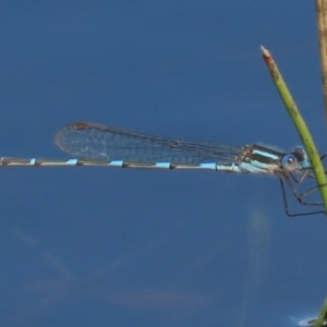 Austrolestes leda at Franklin, ACT - 6 Sep 2020