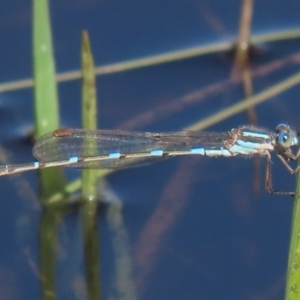 Austrolestes leda at Franklin, ACT - 6 Sep 2020