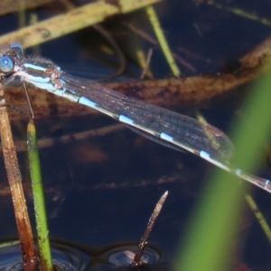 Austrolestes leda at Franklin, ACT - 6 Sep 2020