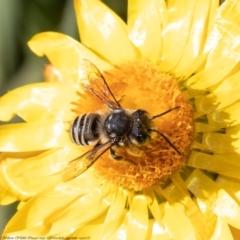 Megachile (Eutricharaea) sp. (genus & subgenus) (Leaf-cutter Bee) at Acton, ACT - 19 Apr 2021 by Roger