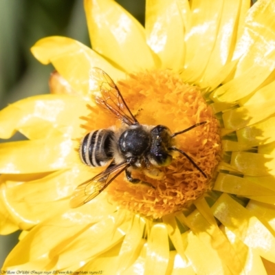 Megachile (Eutricharaea) sp. (genus & subgenus) (Leaf-cutter Bee) at Acton, ACT - 19 Apr 2021 by Roger