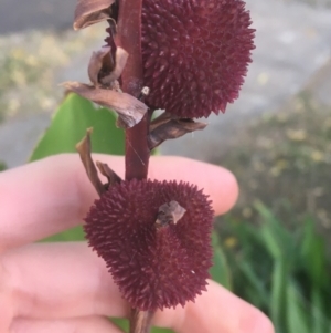 Canna indica at O'Connor, ACT - 18 Apr 2021