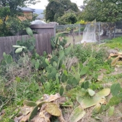 Opuntia ficus-indica at Pearce, ACT - 17 Apr 2021 06:41 PM