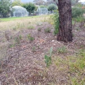 Opuntia ficus-indica at Pearce, ACT - 17 Apr 2021 06:41 PM