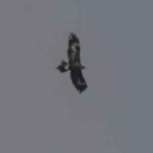 Aquila audax at Lake George, NSW - 18 Apr 2021