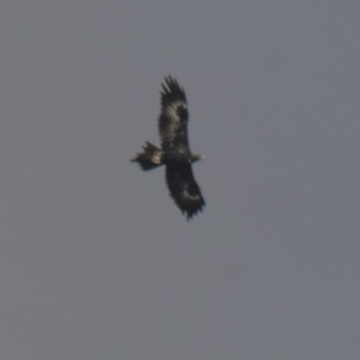 Aquila audax (Wedge-tailed Eagle) at Lake George, NSW - 18 Apr 2021 by AlisonMilton