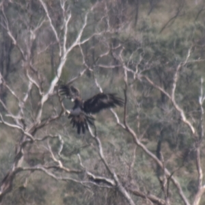 Aquila audax at Lake George, NSW - 18 Apr 2021