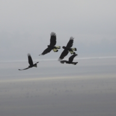 Zanda funerea (Yellow-tailed Black-Cockatoo) at Lake George, NSW - 18 Apr 2021 by AlisonMilton