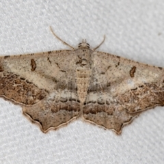 Dissomorphia australiaria (Dashed Geometrid, Ennominae) at Melba, ACT - 25 Jan 2021 by Bron