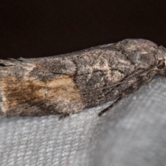 Illidgea epigramma (A Gelechioid moth) at Melba, ACT - 25 Jan 2021 by Bron