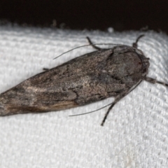 Illidgea epigramma at Melba, ACT - 25 Jan 2021