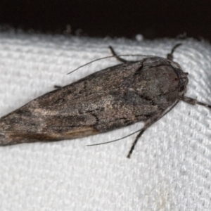 Illidgea epigramma at Melba, ACT - 25 Jan 2021