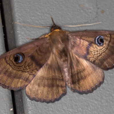 Dasypodia selenophora (Southern old lady moth) at Melba, ACT - 25 Jan 2021 by Bron