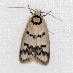 Compsotropha selenias (A Concealer moth) at Melba, ACT - 24 Jan 2021 by Bron
