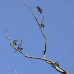 Melithreptus lunatus (White-naped Honeyeater) at Collector, NSW - 18 Apr 2021 by AlisonMilton