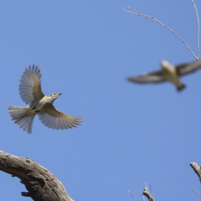 Caligavis chrysops (Yellow-faced Honeyeater) at Collector, NSW - 18 Apr 2021 by AlisonMilton