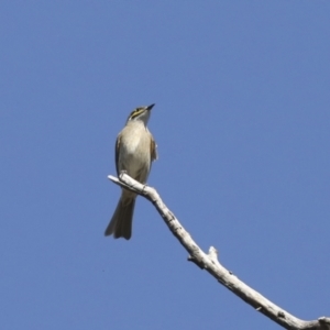 Caligavis chrysops at Collector, NSW - 18 Apr 2021 02:43 PM