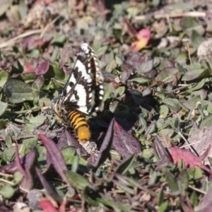 Apina callisto at Collector, NSW - 18 Apr 2021