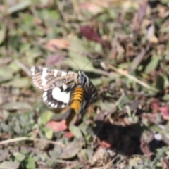 Apina callisto at Collector, NSW - 18 Apr 2021