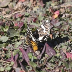 Apina callisto at Collector, NSW - 18 Apr 2021 02:11 PM