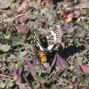 Apina callisto at Collector, NSW - 18 Apr 2021