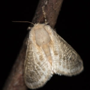 Doratifera pinguis at Melba, ACT - 24 Jan 2021 12:39 PM