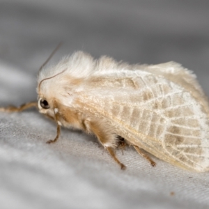 Doratifera pinguis at Melba, ACT - 24 Jan 2021 12:39 PM