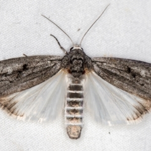 Elesma undescribed species at Melba, ACT - 24 Jan 2021 04:18 PM