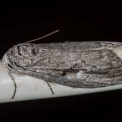 Elesma undescribed species at Melba, ACT - 24 Jan 2021 04:18 PM