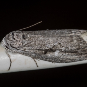 Elesma undescribed species at Melba, ACT - 24 Jan 2021 04:18 PM