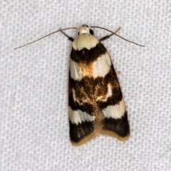 Catacometes phanozona (A Concealer moth) at Melba, ACT - 24 Jan 2021 by Bron