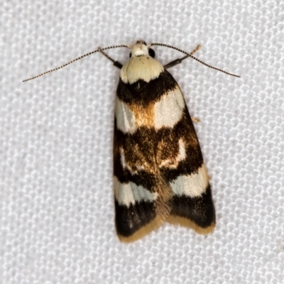 Catacometes phanozona (A Concealer moth) at Melba, ACT - 24 Jan 2021 by Bron