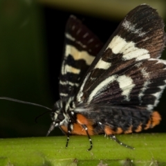 Phalaenoides glycinae (Grapevine Moth) at Melba, ACT - 24 Jan 2021 by Bron