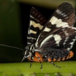 Phalaenoides glycinae at Melba, ACT - 24 Jan 2021