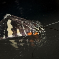 Phalaenoides glycinae at Melba, ACT - 24 Jan 2021