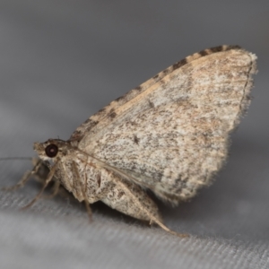 Larentiinae (subfamily) at Melba, ACT - 24 Jan 2021 01:03 PM