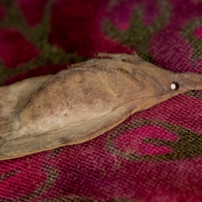 Pararguda nasuta (Wattle Snout Moth) at Melba, ACT - 24 Jan 2021 by Bron