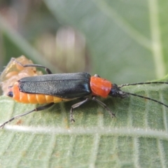 Chauliognathus tricolor (Tricolor soldier beetle) at Pollinator-friendly garden Conder - 21 Feb 2021 by michaelb