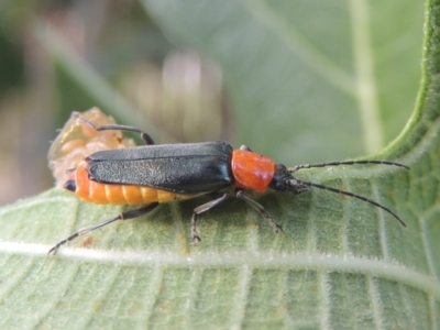 Chauliognathus tricolor (Tricolor soldier beetle) at Conder, ACT - 21 Feb 2021 by MichaelBedingfield