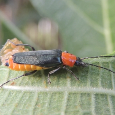 Chauliognathus tricolor (Tricolor soldier beetle) at Pollinator-friendly garden Conder - 21 Feb 2021 by michaelb