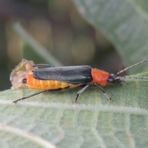 Chauliognathus tricolor at Conder, ACT - 21 Feb 2021 07:24 PM