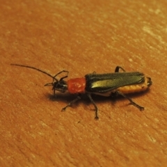 Chauliognathus tricolor (Tricolor soldier beetle) at Conder, ACT - 7 Mar 2021 by MichaelBedingfield