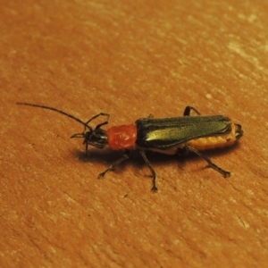 Chauliognathus tricolor at Conder, ACT - 7 Mar 2021