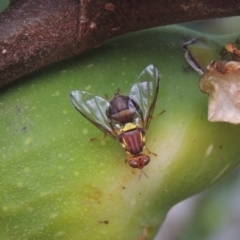 Bactrocera (Bactrocera) tryoni (Queensland fruit fly) at Pollinator-friendly garden Conder - 23 Feb 2021 by michaelb