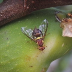 Bactrocera (Bactrocera) tryoni (Queensland fruit fly) at Conder, ACT - 23 Feb 2021 by MichaelBedingfield