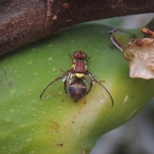 Bactrocera (Bactrocera) tryoni at Conder, ACT - 23 Feb 2021