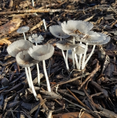 Coprinellus etc. (An Inkcap) at Higgins, ACT - 2 Feb 2021 by wombey