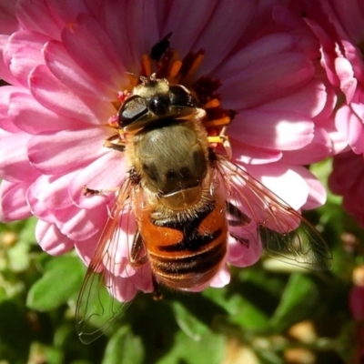 Eristalis tenax (Drone fly) at Crooked Corner, NSW - 17 Apr 2021 by Milly